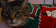Delia Botello is registered to the contest to win money with this photo: cat, tabby_cat, pet, animal, indoor, christmas_sweater, holiday, festive, clothing, snowman, cute, feline, portrait, whiskers, ears, eyes, face, fur, cozy, pink_wall