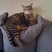 Delia Botello is registered to the contest to win money with this photo: animal, cat, couch, cushion, domestic, ears, feline, fur, home, indoor, mammal, one_animal, pet, relaxed, resting, sitting, striped, tabby, tail, whiskers