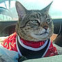 animal, bed, car_interior, car_seat, cat, clothing, cozy, domestic_animal, feline, indoors, looking_away, pet, red_shirt, relaxed, resting, side_view, sunlight, tabby_cat, travel, window