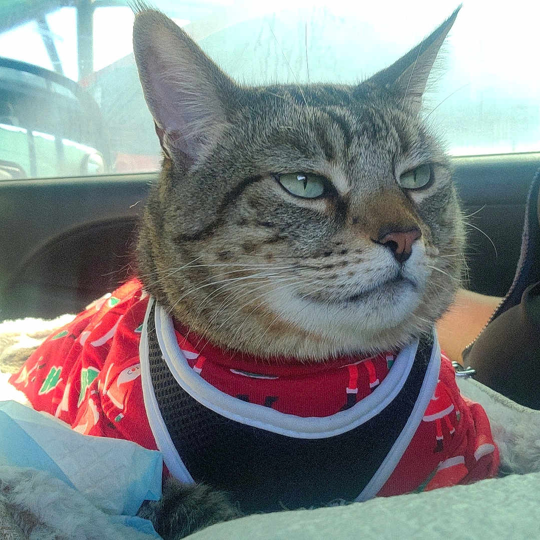 Delia Botello is registered to the contest to win money with this photo: animal, bed, car_interior, car_seat, cat, clothing, cozy, domestic_animal, feline, indoors, looking_away, pet, red_shirt, relaxed, resting, side_view, sunlight, tabby_cat, travel, window