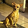 dog, small_dog, tan_dog, sitting, indoor, tile_floor, rug, door, curious, pet, animal, ears, paw, looking, companion, cute, domestic, house, floor, canine