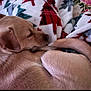 dog, tan_dog, sleeping, curled_up, tail, fur, blanket, holiday_blanket, red, white, green, patterned_blanket, cozy, resting, pet, animal, indoor, close_up, soft_texture, peaceful
