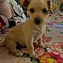 Luna is registered to the contest to win money with this photo: puppy, dog, bedspread, floral, indoor, blanket, decor, small_dog, animal, pet, cute, young_dog, fur, ears, paw, sitting, closeup, background, colorful, home