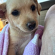 Luna is registered to the contest to win money with this photo: puppy, dog, close_up, blanket, cute, fur, pet, animal, young, snuggled, purple_blanket, soft_texture, indoors, face, nose, ears, whiskers, curious, eyes, portrait