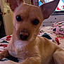 Luna is registered to the contest to win money with this photo: dog, indoor, blanket, bed, furniture, television, door, drawer, animal, pet, tan, closeup, laying, ears, face, room, cozy, home, cute, canine