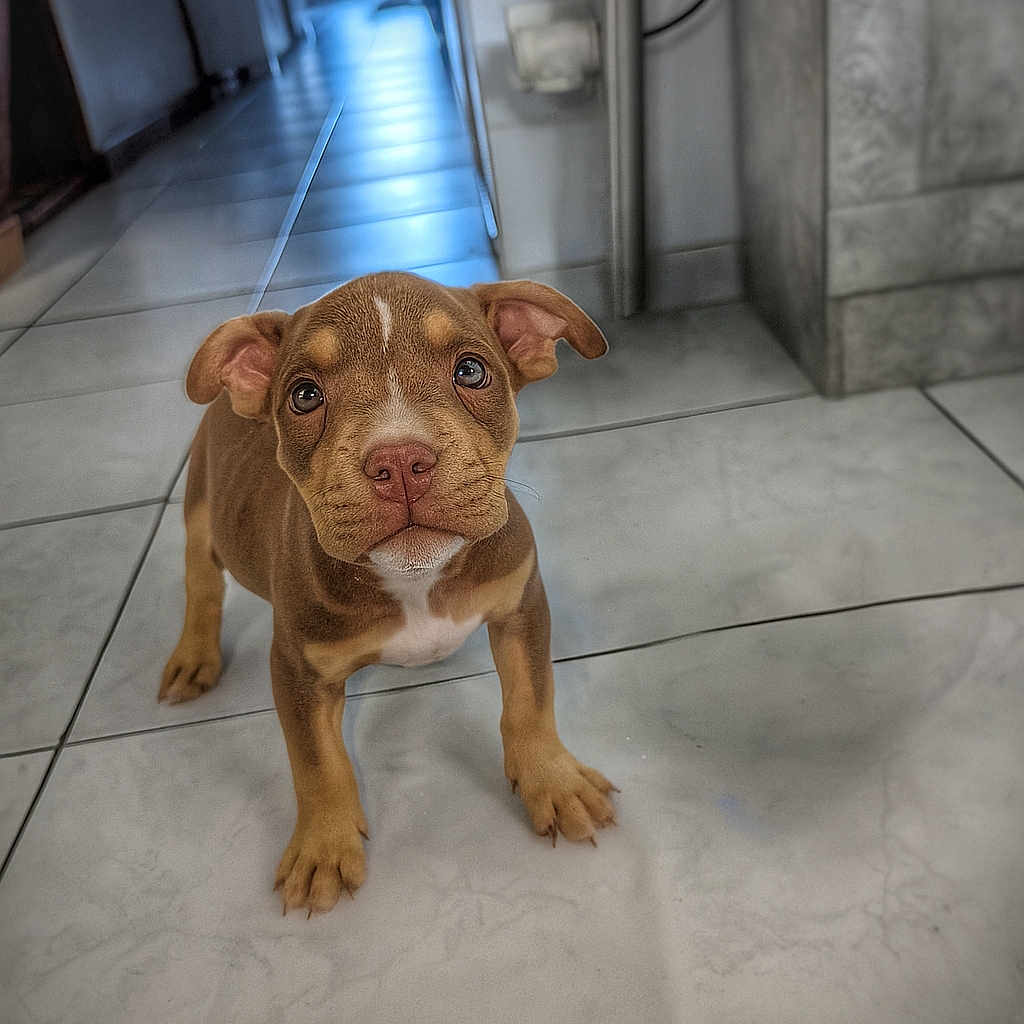 Achille a rejoint le concours — aidez-le/la à gagner de superbes lots ! adorable, animal, brown, canine, curious, cute, dog, ears, floor, floppy_ears, fur, home, indoor, looking_up, pet, portrait, puppy, small, tile_floor, young