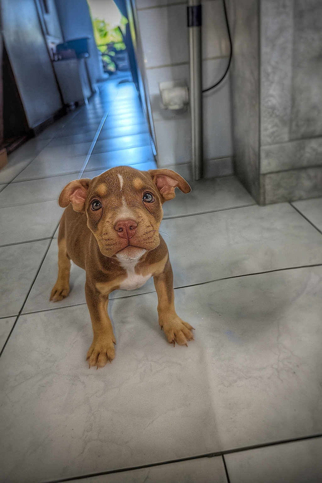 Achille a rejoint le concours — aidez-le/la à gagner de superbes lots ! puppy, dog, brown, cute, pet, indoor, tile_floor, ears, young, animal, floor, looking_up, adorable, canine, home, small, floppy_ears, curious, fur, portrait