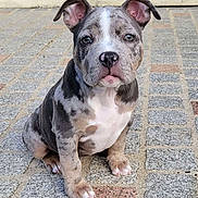 Antonio W participe au concours pour gagner de l'argent avec cette photo : puppy, dog, merle_coat, sitting, outdoor, pavement, curious, ears, pet, animal, young, canine, closeup, adorable, portrait, gray, white, black, brown, cute