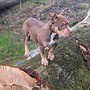 Archi participe au concours pour gagner de l'argent avec cette photo : alert, animal, brown_dog, canine, curious, daylight, dog, forest, greenery, landscape, log, moss, nature, outdoor, pet, puppy, standing, tree_trunk, wood, young_dog