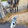 dog, puppy, blue_eyes, spotted, horses, fence, grass, path, rural, nature, animals, outdoor, curious, manes, wooden_post, summer, daylight, playful, field, pasture