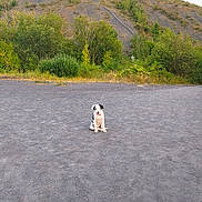 Bandy a rejoint le concours — aidez-le/la à gagner de superbes lots ! dog, puppy, black_and_white, sitting, gravel, outdoor, nature, hill, trees, greenery, landscape, animal, cute, pet, young, canine, field, scenic, sunlight, daytime