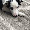 Bandy a rejoint le concours — aidez-le/la à gagner de superbes lots ! puppy, dog, black_and_white, blue_eyes, lying_down, concrete, outdoor, pet, cute, young_dog, resting, animal, fur, ears, nose, paw, close_up, texture, expression, curious