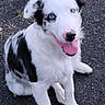 dog, animal, pet, sitting, outdoor, black_and_white, blue_eyes, tongue_out, happy, fur, canine, looking_up, playful, grass, nature, paw, mammal, adorable, cute, companion