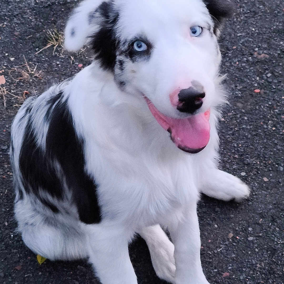 Bandy a rejoint le concours — aidez-le/la à gagner de superbes lots ! dog, animal, pet, sitting, outdoor, black_and_white, blue_eyes, tongue_out, happy, fur, canine, looking_up, playful, grass, nature, paw, mammal, adorable, cute, companion