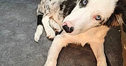 Bandy a rejoint le concours — aidez-le/la à gagner de superbes lots ! dog, puppy, blue_eyes, black_and_white, spotted, floor, indoor, cabinet, curious, laying_down, pet, canine, animal, ears, nose, fur, paw, looking_up, household, domestic