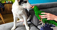 Bandy a rejoint le concours — aidez-le/la à gagner de superbes lots ! animal, bird, blue_wall, close_up, colorful_wall, couch, curious, dog, domestic, friendship, furniture, green_parrot, green_wall, hand, human_hand, indoor, parrot, pet, puppy, wooden_floor