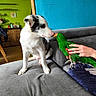 Bandy a rejoint le concours — aidez-le/la à gagner de superbes lots ! puppy, dog, parrot, bird, green_parrot, couch, hand, indoor, pet, animal, friendship, colorful_wall, blue_wall, green_wall, wooden_floor, furniture, human_hand, curious, close_up, domestic