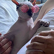 Luna is registered to the contest to win money with this photo: accessories, animal, baby, bodypart, bulldog, canine, cat, childbirth, dog, egyptiancat, finger, frenchbulldog, glasses, hand, holdinghands, kitten, person, pet, puppy, skin