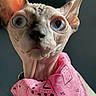 Luna is registered to the contest to win money with this photo: abyssinian, animal, baby, canine, cartoon, cat, clothing, dress, egyptiancat, face, formalwear, head, kitten, pattern, person, pet, photography, portrait, siamese, toy