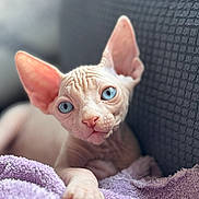 Cielo is registered to the contest to win money with this photo: cat, sphynx_cat, hairless, kitten, blue_eyes, large_ears, paw, portrait, close_up, sitting, lying_down, indoor, couch, towel, purple, textured_fabric, soft_lighting, cute, pet, animal