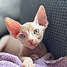 cat, sphynx_cat, hairless, kitten, blue_eyes, large_ears, paw, portrait, close_up, sitting, lying_down, indoor, couch, towel, purple, textured_fabric, soft_lighting, cute, pet, animal