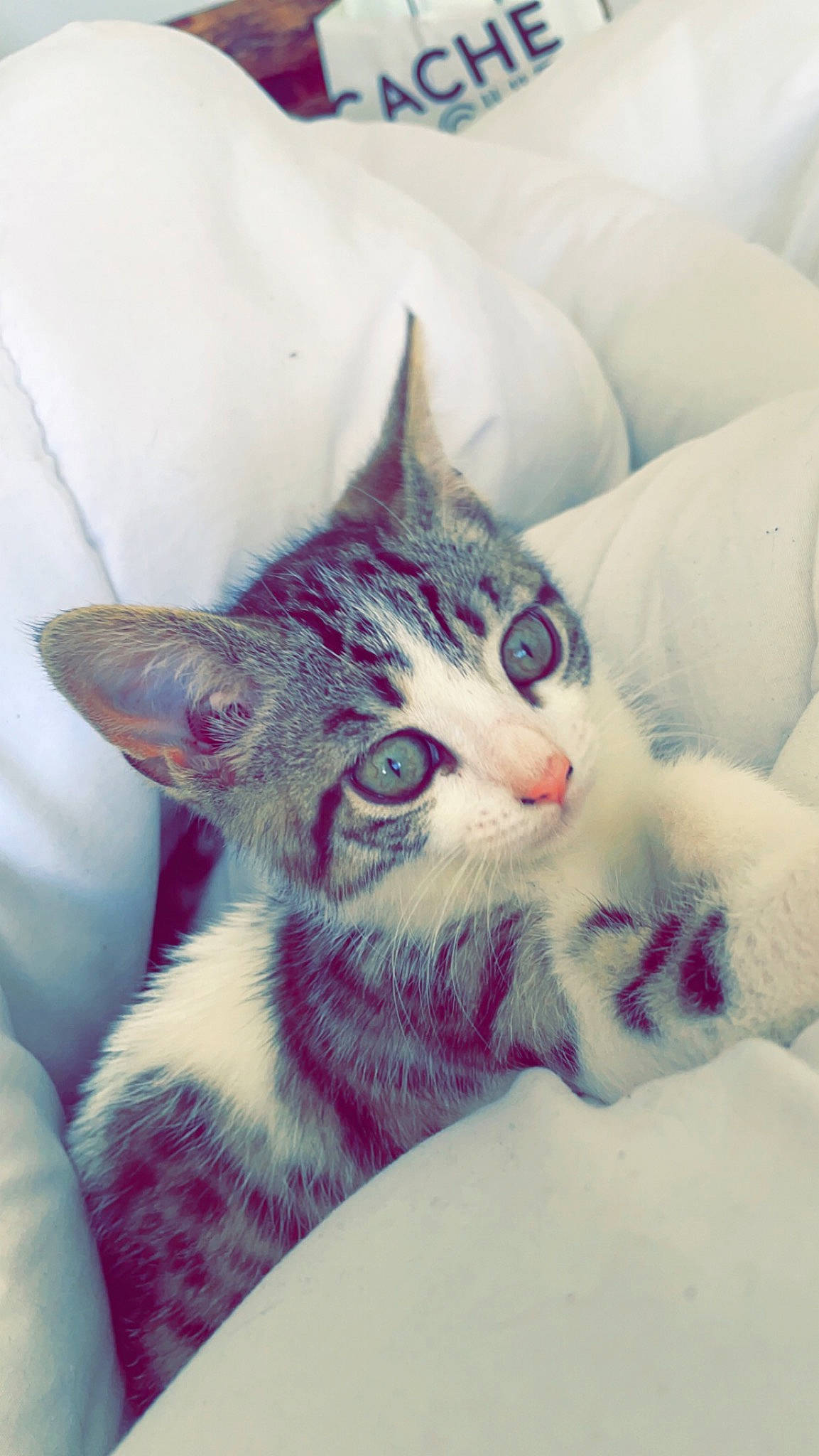 Biscuit a rejoint le concours — aidez-le/la à gagner de superbes lots ! art, carnivore, cat, comfort, domestic_short_haired_cat, door, eye, felidae, fur, head, jaw, paw, plant, small_to_medium_sized_cats, snout, tail, textile, tree, whiskers, window