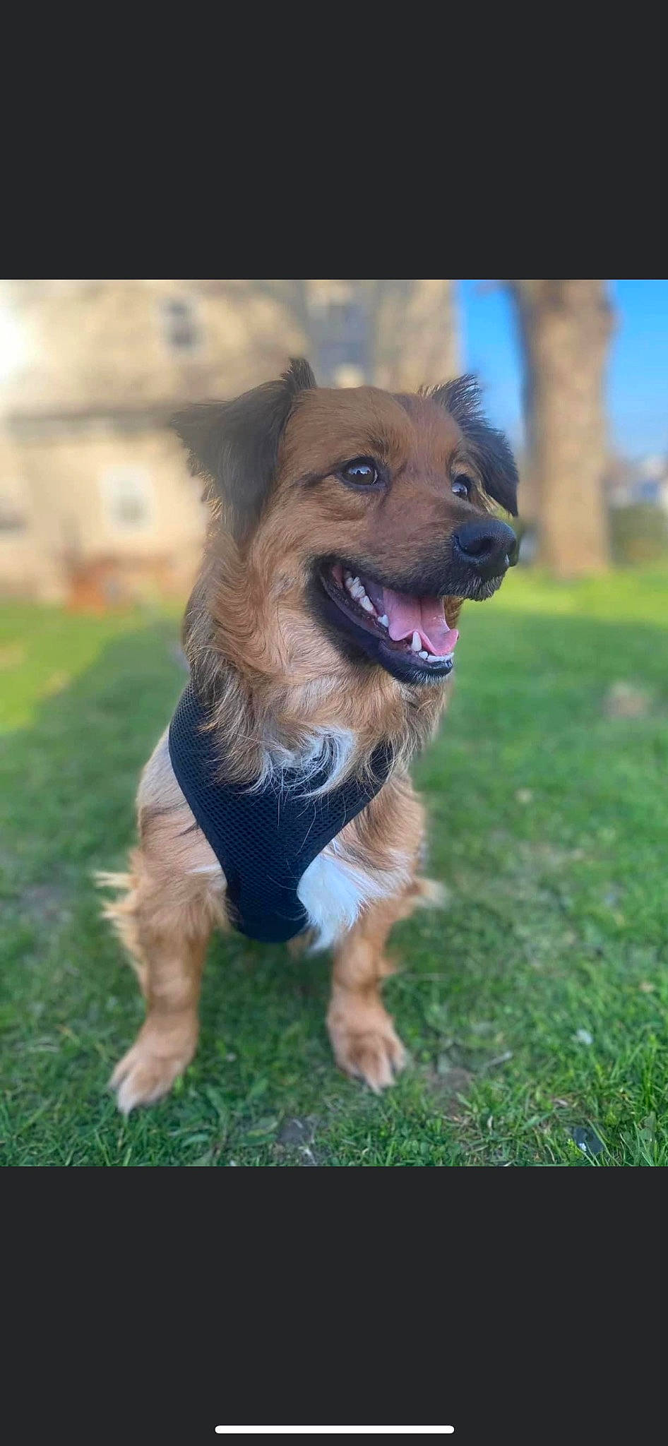 Tucker joined the competition — help win amazing prizes! canidae, carnivore, companion_dog, dog, dog_breed, dog_collar, dog_supply, fang, fawn, fur, german_shepherd_dog, grass, leash, plant, sky, snout, sporting_group, tail, terrier, working_dog