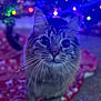 big_eyes, bokeh, carpet, cat, christmas_tree, close_up, cozy, curious, festive, fur, holiday_decorations, indoor, pet, portrait, red_blanket, soft_focus, striped_fur, tree_lights, tree_skirt, whiskers