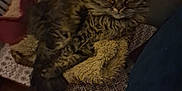 Lylla participe au concours pour gagner de l'argent avec cette photo : animal, blanket, cat, cozy, dim_lighting, ears, feline, fluffy, fur, home, indoor, lying_down, mammal, patterned_surface, pet, relaxed, tabby, whiskers, wooden_floor, yellow_eyes