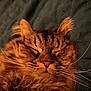 Lylla participe au concours pour gagner de l'argent avec cette photo : animal, cat, close_up, cozy, cute, domestic_cat, face, feline, fur, indoor, mammal, peaceful, pet, relaxed, resting, sleeping, soft_lighting, tabby, warm_colors, whiskers