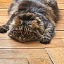 animal, cat, close_up, curtain, cute, domestic_animal, ears, eyes, feline, floorboards, fluffy, fur, indoor, lying_down, paws, pet, resting, tabby_cat, whiskers, wooden_floor