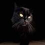 animal, black_cat, cat, closeup, cute, dark_background, elegant, eyes, feline, fur, indoor, mammal, mystery, pet, portrait, quiet, shadow, soft_light, whiskers, yellow_eyes