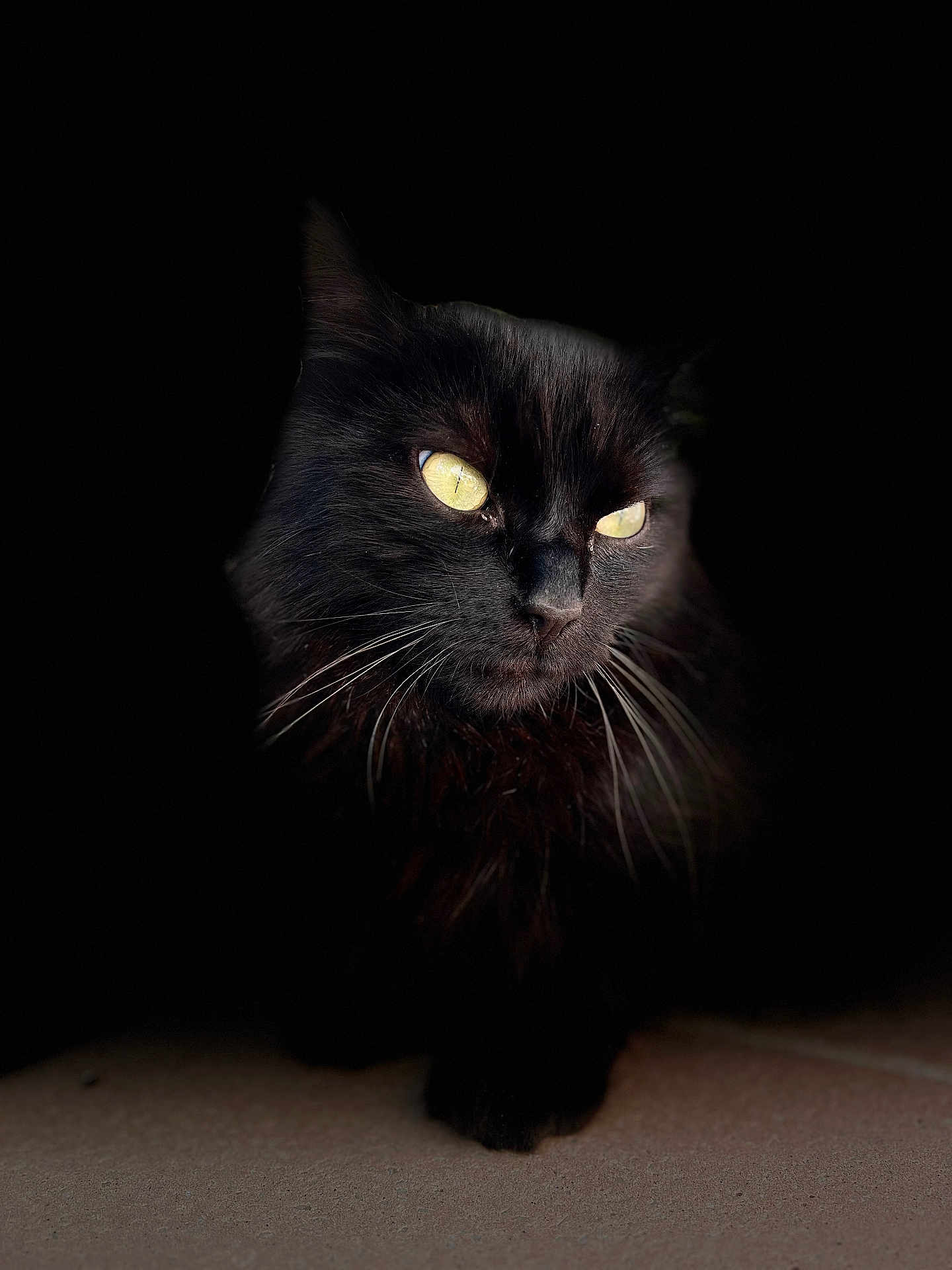 Poxelle participe au concours pour gagner de l'argent avec cette photo : animal, black_cat, cat, closeup, cute, dark_background, elegant, eyes, feline, fur, indoor, mammal, mystery, pet, portrait, quiet, shadow, soft_light, whiskers, yellow_eyes