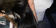 Tinka is registered to the contest to win money with this photo: dog, person, arm, hand, pillow, fur, black_fur, tan_fur, sitting, couch, clothing, printed_shirt, indoor, low_light, snuggling, relaxing, furry_pet, closeup, human_pet_interaction, casual