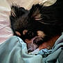 Tinka is registered to the contest to win money with this photo: dog, small_dog, pet, bed, blanket, resting, sleepy, fur, close_up, cozy, indoor, animal, cute, ears, face, paw, black_fur, brown_fur, white_fur, relaxation
