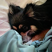 Tinka joined the competition — help win amazing prizes! dog, small_dog, pet, bed, blanket, resting, sleepy, fur, close_up, cozy, indoor, animal, cute, ears, face, paw, black_fur, brown_fur, white_fur, relaxation