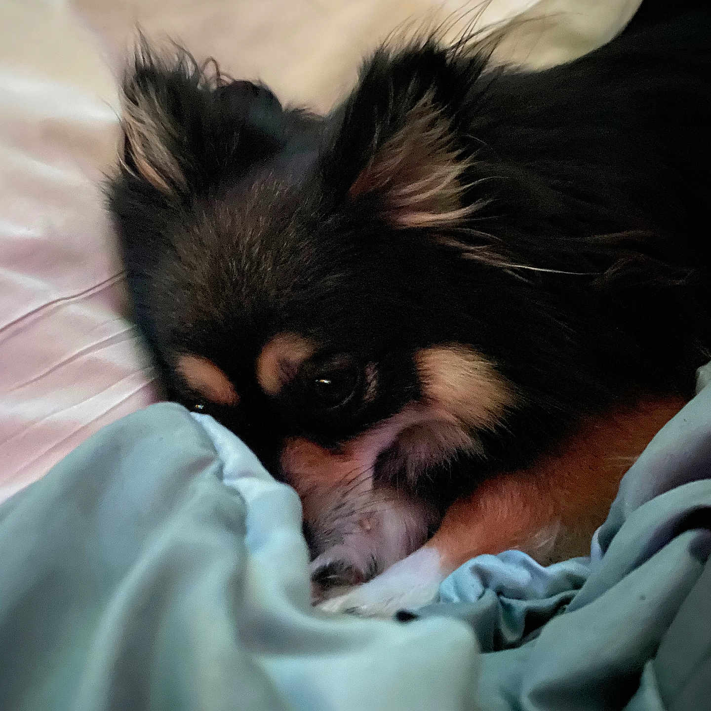 Tinka joined the competition — help win amazing prizes! animal, bed, black_fur, blanket, brown_fur, close_up, cozy, cute, dog, ears, face, fur, indoor, paw, pet, relaxation, resting, sleepy, small_dog, white_fur