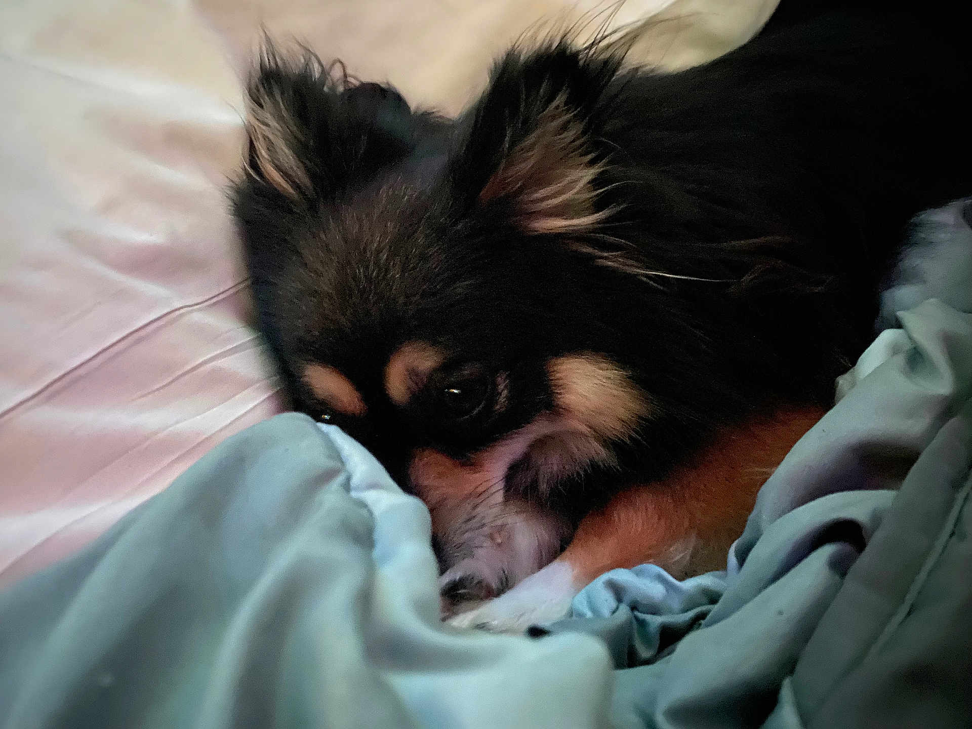 Tinka