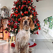 Pesto participe au concours pour gagner de l'argent avec cette photo : dog, christmas_tree, red_bows, ornaments, holiday_decor, indoor, floor_tiles, wooden_cabinet, tablecloth, table, festive, pet, canine, christmas, holiday, decorations, sitting, fur, white_and_brown, home