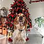 Pesto participe au concours pour gagner de l'argent avec cette photo : dog, christmas_tree, holiday_decorations, red_bows, ornaments, indoor, tablecloth, festive, wooden_furniture, lamp, floor_tiles, holiday, pet, canine, decor, greenery, seasonal, celebration, christmas, home