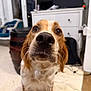 dog, close_up, indoor, brown_eyes, snout, furniture, cabinet, floor, whiskers, pet, canine, curious, focus, household, domestic, animal, ears, fur, nose, background