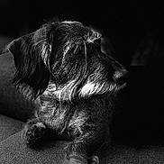 Cooki participe au concours pour gagner de l'argent avec cette photo : dog, canine, pet, animal, portrait, black_and_white, monochrome, shaggy, wirehaired, long_hair, floppy_ears, snout, nose, eyes, paws, lying_down, indoor, carpet, dramatic_lighting, close_up
