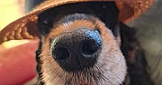Rhapsodie a rejoint le concours — aidez-le/la à gagner de superbes lots ! animal, black_fur, blue_ribbon, blurred_background, brown_fur, close_up, cozy, cute, dog, domestic_animal, fur, hat, headwear, indoor, nose, pet, portrait, snout, straw_hat, whiskers