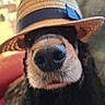 dog, close_up, nose, hat, straw_hat, blue_ribbon, whiskers, indoor, blurred_background, pet, animal, cute, portrait, cozy, fur, black_fur, brown_fur, snout, headwear, domestic_animal