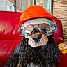 dog, helmet, goggles, red_couch, indoor, pet, black_fur, long_ears, construction, safety_gear, home_interior, stairs, stone_wall, window, fur, animal, portrait, cute, sitting, domestic_dog