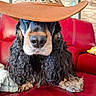 dog, cowboy_hat, curly_ears, red_couch, pet, indoor, close_up, fur, snout, nose, relaxed, domestic_animal, canine, portrait, animal, furniture, home, cute, mammal, companion