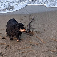 Rhapsodie participe au concours pour gagner de l'argent avec cette photo : dog, beach, sand, stick, water, waves, paw_prints, outdoor, animal, pet, sea, shore, nature, canine, playful, coast, small_dog, wet_fur, daytime, shoreline