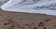 Rhapsodie a rejoint le concours — aidez-le/la à gagner de superbes lots ! dog, beach, ocean, waves, sand, paw_prints, water, animal, sea, outdoor, nature, coast, canine, shoreline, wet_sand, pet, playful, summer, vacation, adventure
