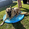 Rex participe au concours pour gagner de l'argent avec cette photo : dog, german_shepherd, water, splash_pad, grass, sunlight, outdoor, pet, canine, summer, cooling_off, animal, park, legs, shadow, backyard, recreation, hydration, playful, relaxation