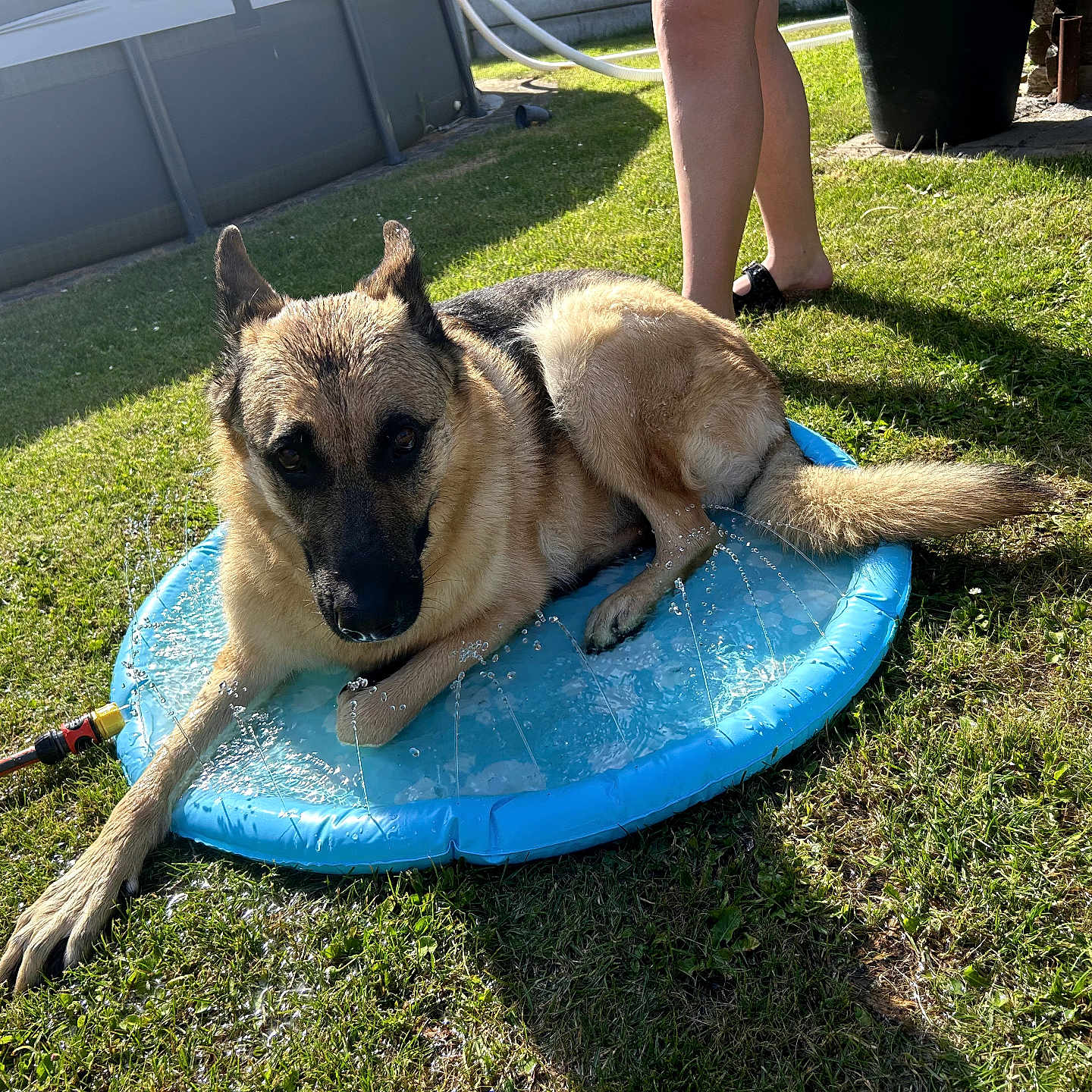 Rex participe au concours pour gagner de l'argent avec cette photo : dog, german_shepherd, water, splash_pad, grass, sunlight, outdoor, pet, canine, summer, cooling_off, animal, park, legs, shadow, backyard, recreation, hydration, playful, relaxation